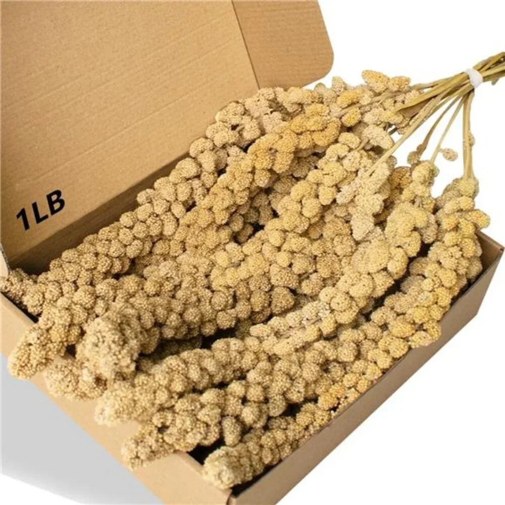 1LB Spray Millet Treat for Birds Parakeets, Natural Sun-Dried Birds Millet